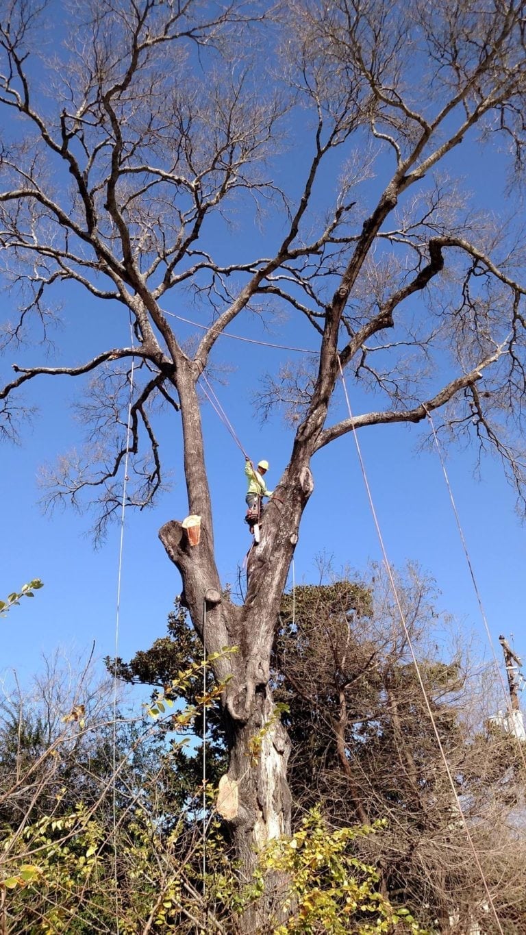 Tree Removal Texas Tree Team Houston Tree Service & Consulting