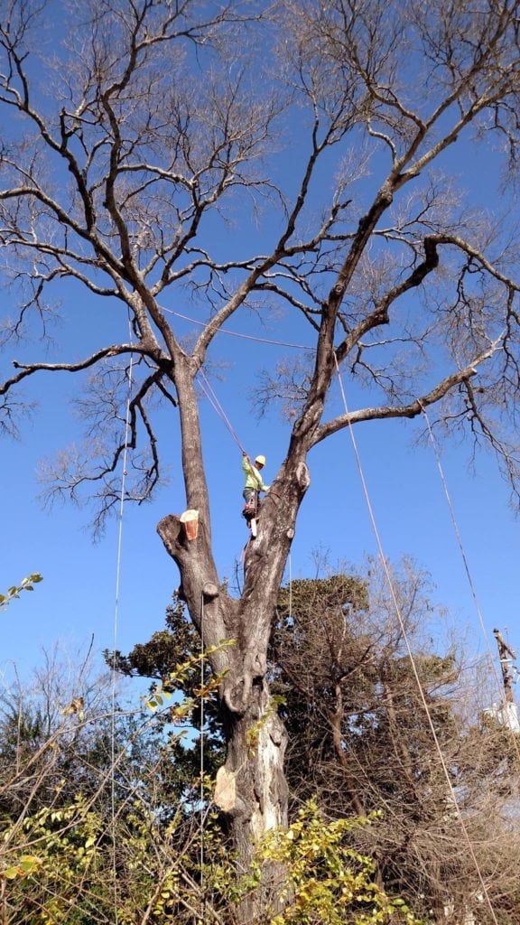 Tree Removal - Texas Tree Team - Houston Tree Service & Consulting ...