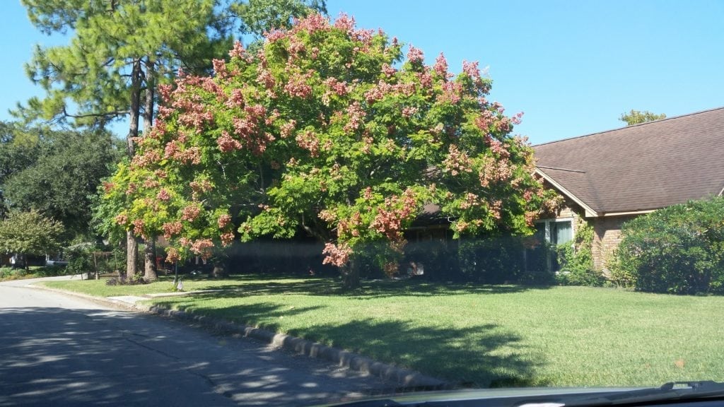 Best Time to Prune Trees Texas Tree Team Houston Tree Service