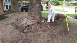 Root Collar Repair - Texas Tree Team - Houston Tree Service ...