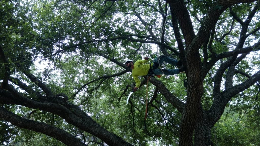 Schedule a Complimentary Consultation Texas Tree Team Houston Tree