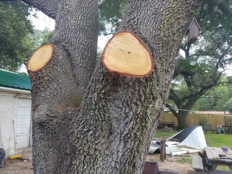 Benefits of Tree Trimming Texas Tree Team Houston Tree Service