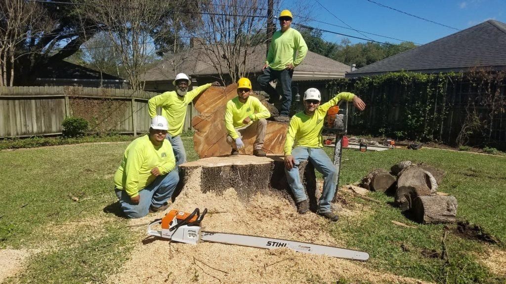 Tree Removal Service Team in Houston