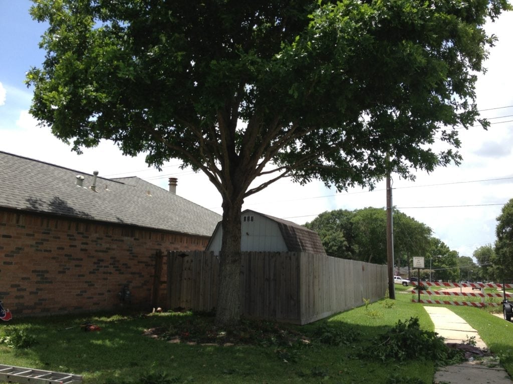 Benefits of Tree Trimming - Texas Tree Team - Houston Tree Service ...
