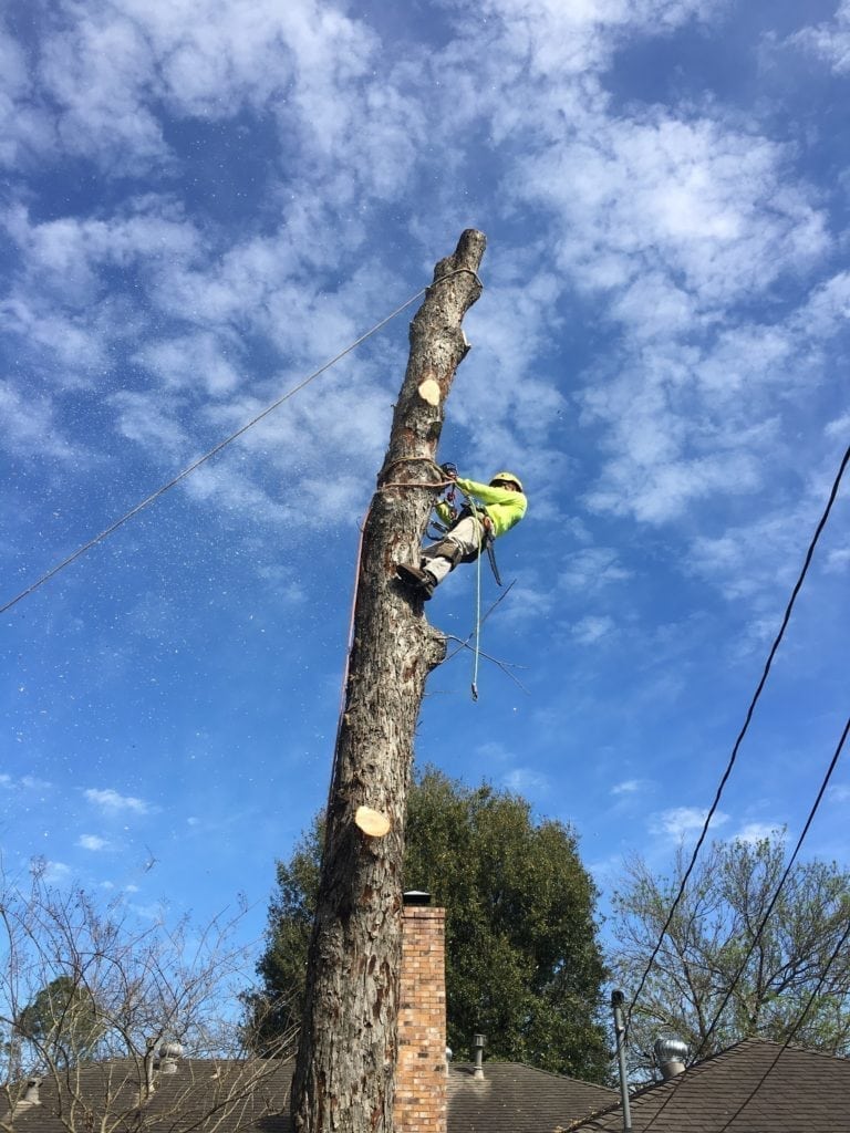 Fir removing trees of cost