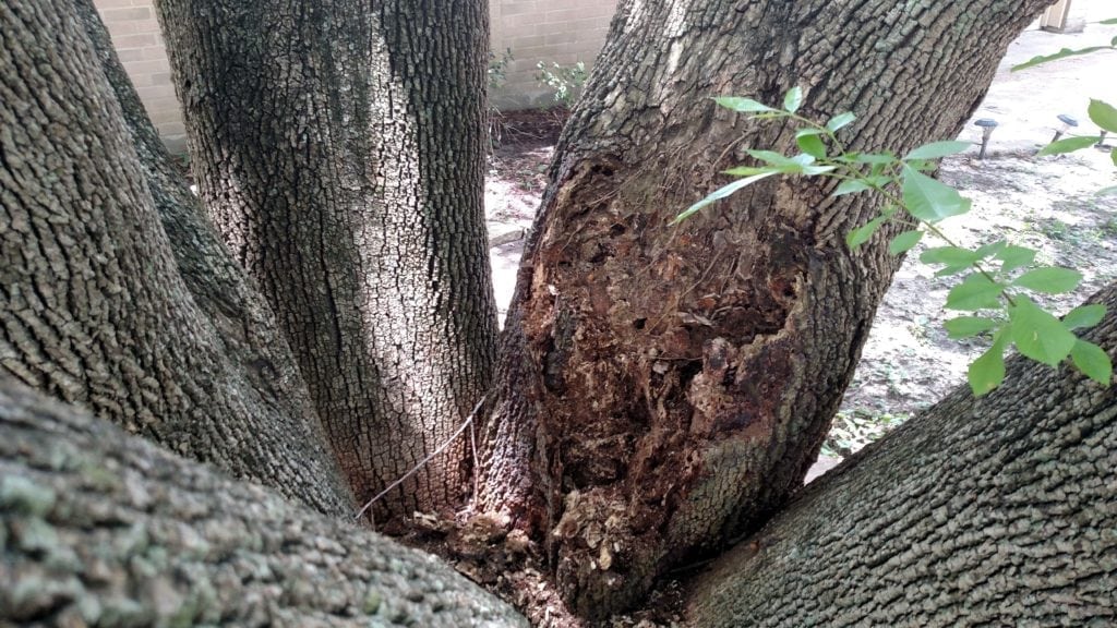 Tree risk inspection finds decay in trees