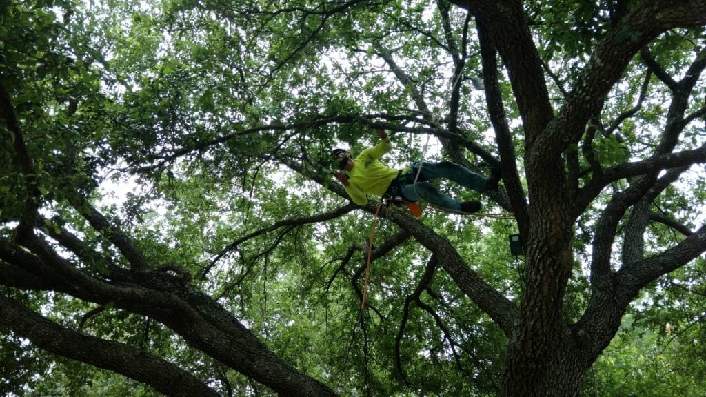 Tree Branch Cutting