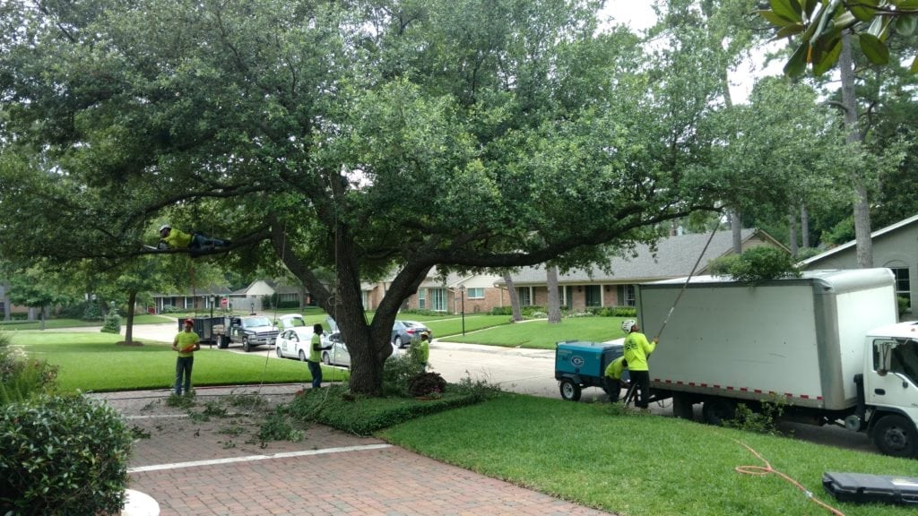 Tree Trimming Texas Tree Team Houston Tree Service & Consulting