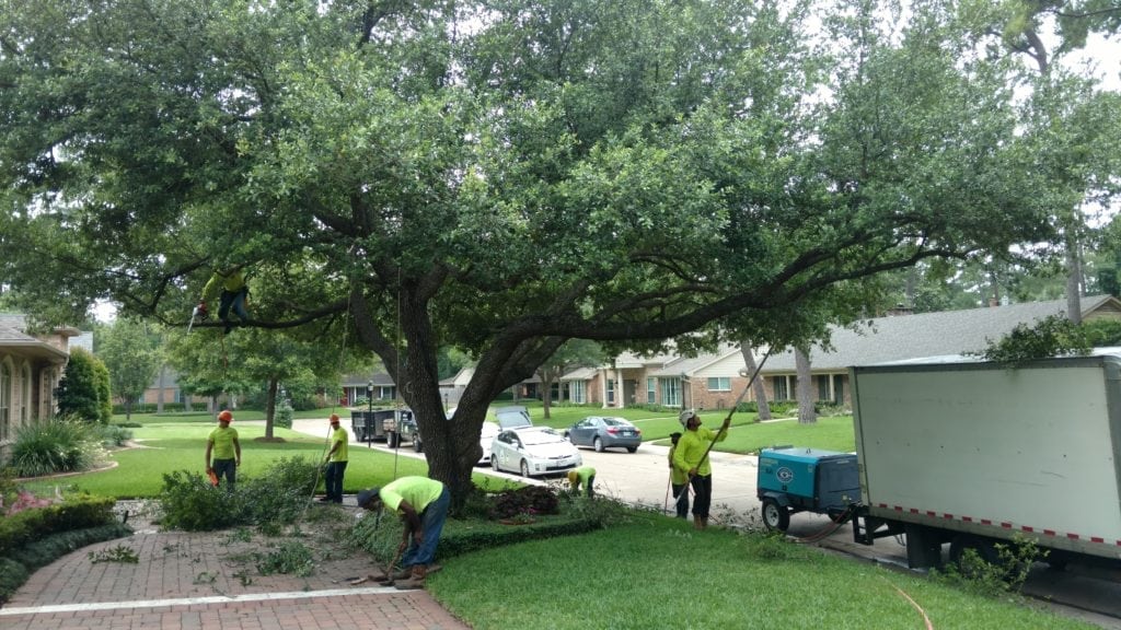 Benefits Of Tree Trimming Texas Tree Team Houston Tree Service Consulting Arborists
