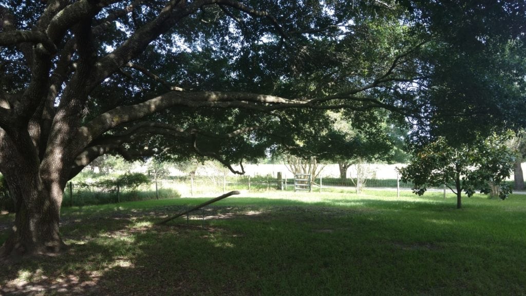 Tree Trimming - Texas Tree Team - Houston Tree Service & Consulting ...
