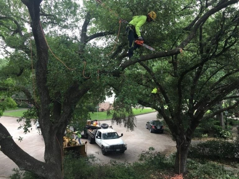 Tree Service Professional Tree Climber Pruning Tree in Houston