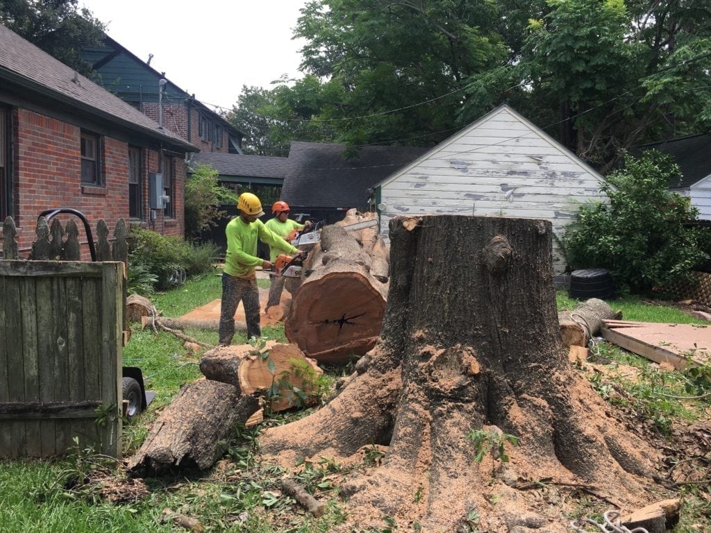 Tree removal cost in houston