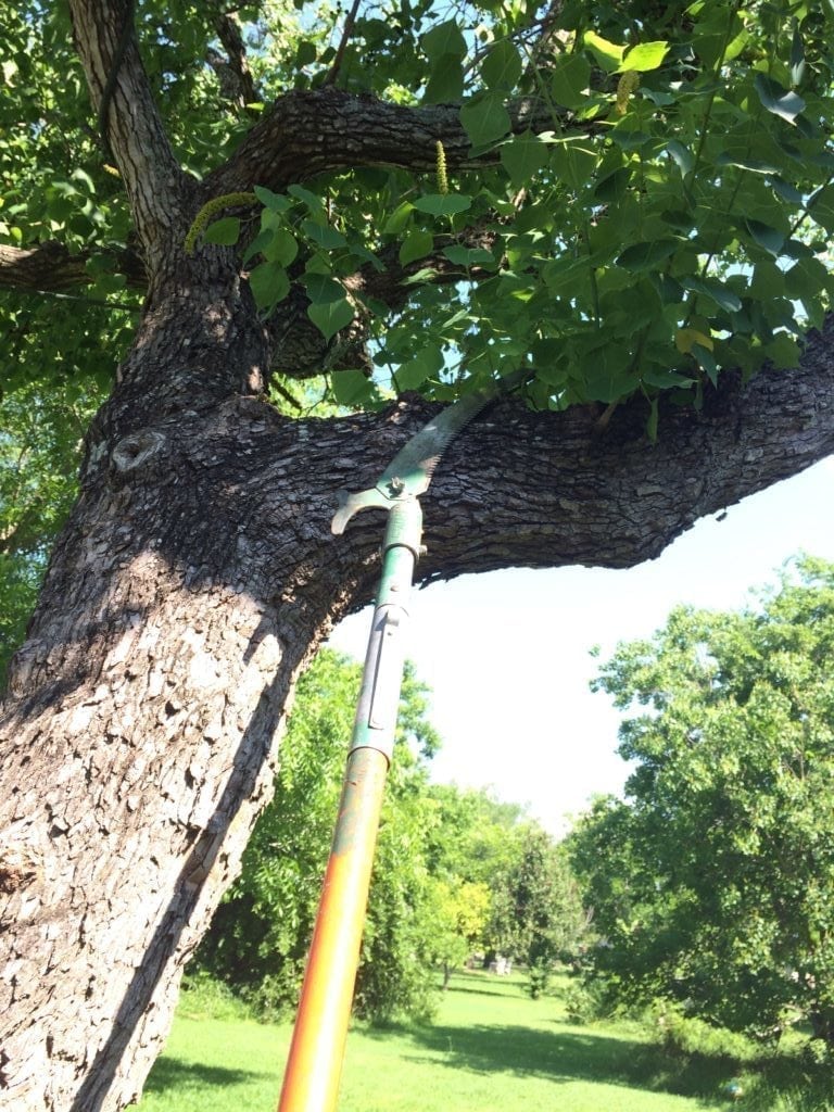 a pole saw is a tree pruning tool