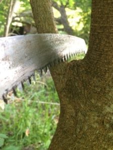 proper pruning cut with a hand saw