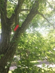 where to make pruning cuts - thinning cut
