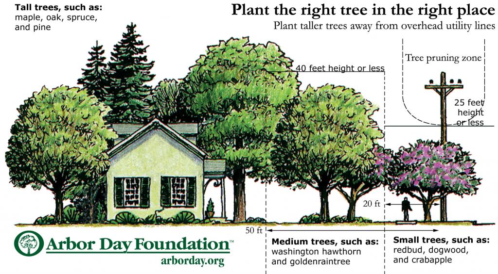Types of Tree Trimming - Texas Tree Team - Houston Tree Service ...