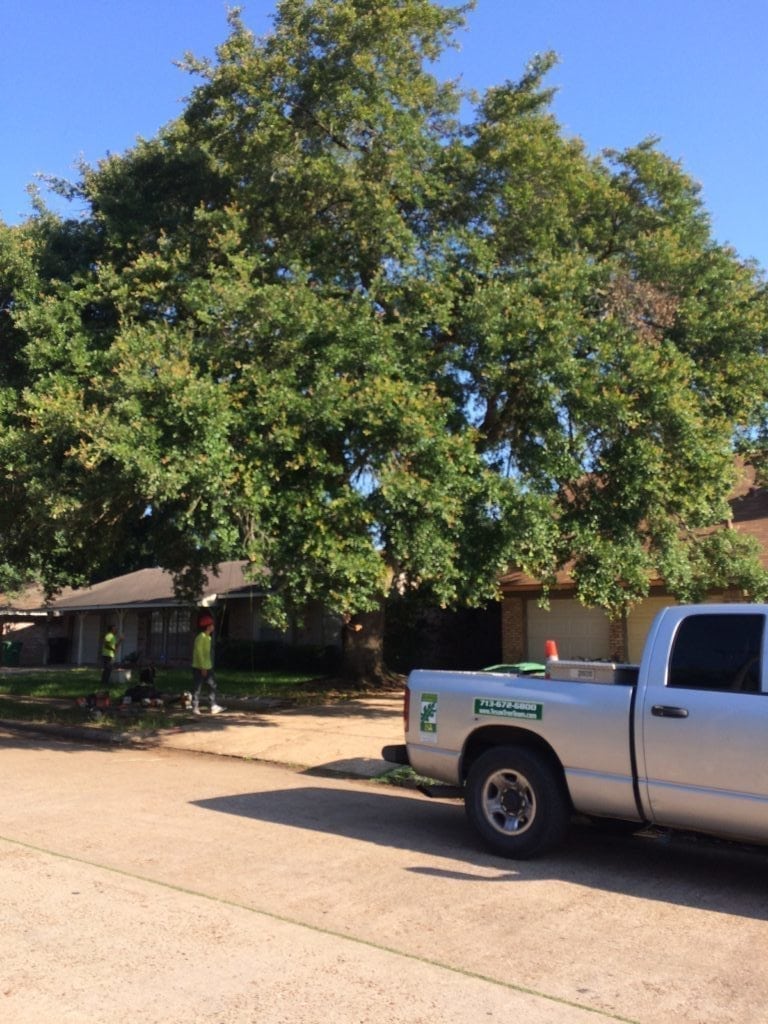 clearance pruning