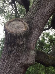 tree pruning wound care