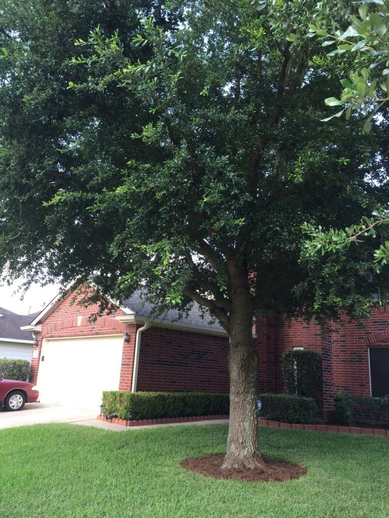tree trimming types: crown raising preformed in Houston, TX