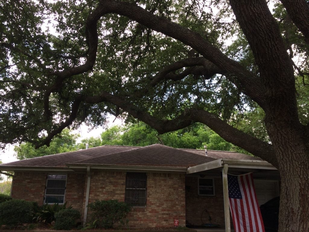 clearance pruning