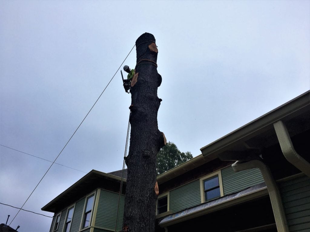 tree removal methods