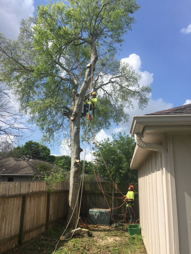 Reasons to Remove a Tree Texas Tree Team Houston Tree Service