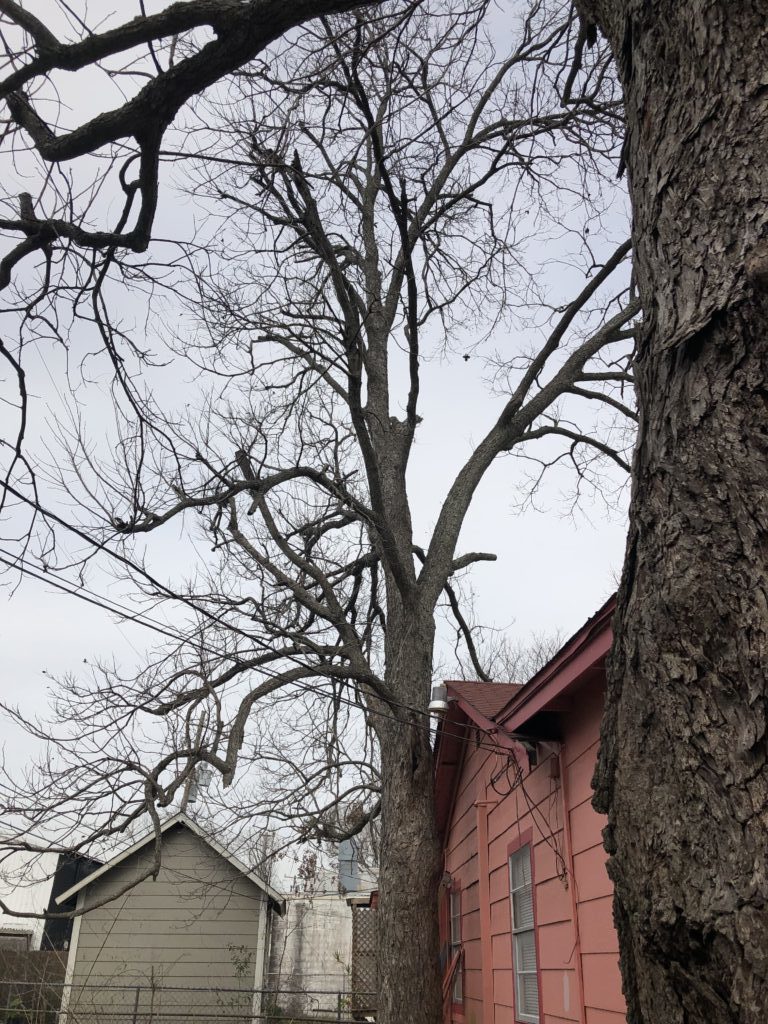 Tree Removal Texas Tree Team Houston Tree Service & Consulting