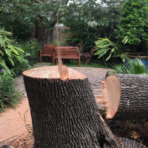 tree removal methods