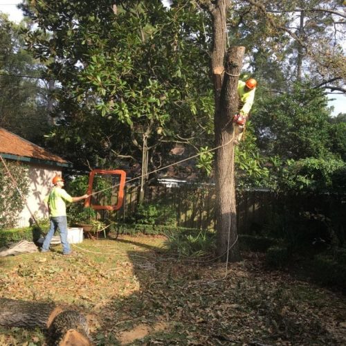 tree removal methods tree removal methods