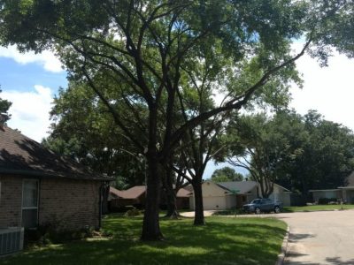 improper pruning Lions tailed -min Tree risk caused by Improper pruning