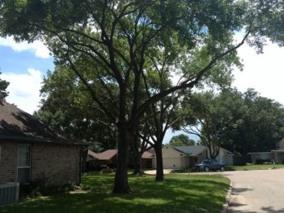 Tree risk caused by Improper pruning
