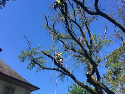 topping topping trees is bad