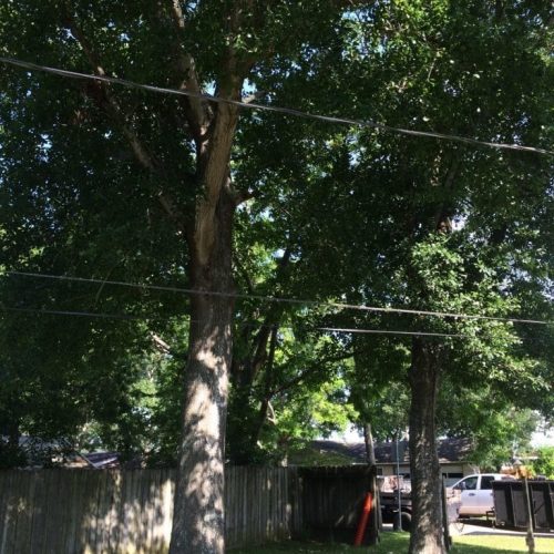 tree trimming to reduce risk