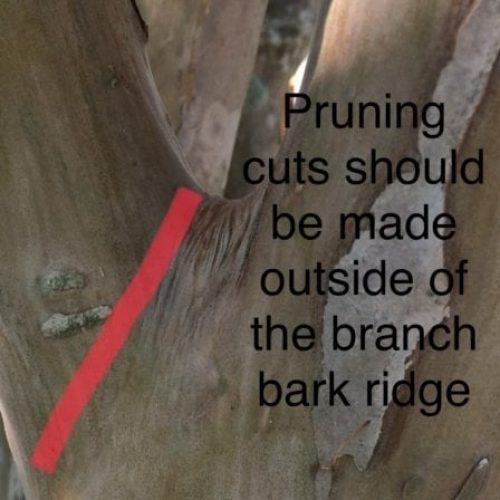 where to make pruning cuts where to make pruning cuts