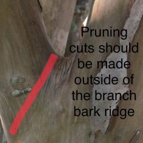 where to make pruning cuts