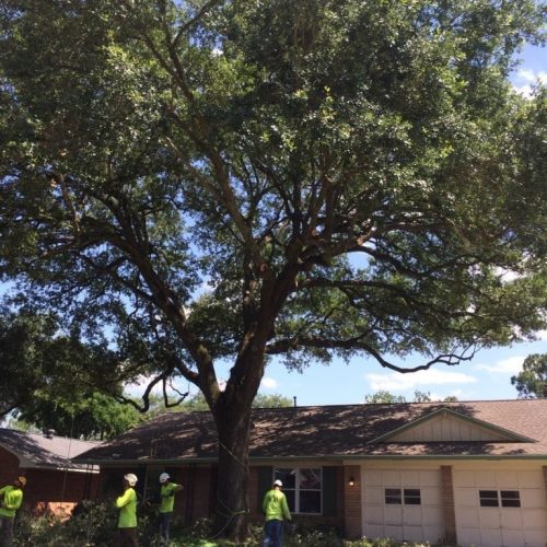 tree trimming to reduce risk