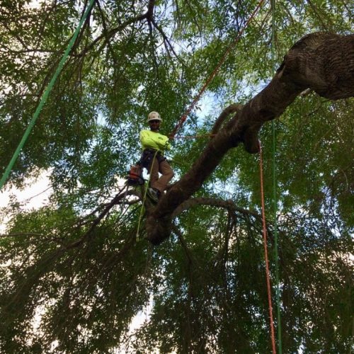tree climber tree climber