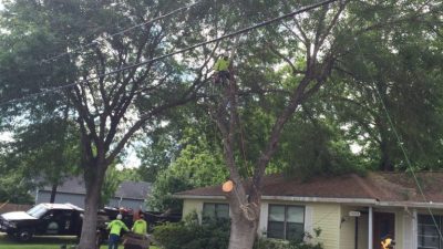 tree removal tree removal